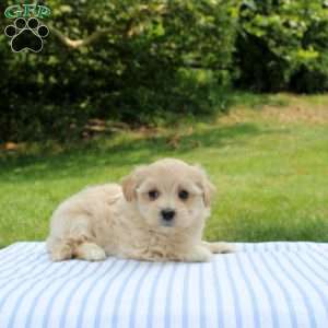 Kinsley, Shih-Poo Puppy